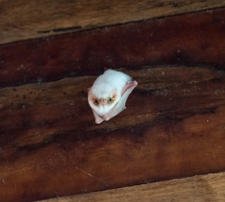 Así es el murciélago fantasma de pelo blanco que se esconde en las selvas latinoamericanas