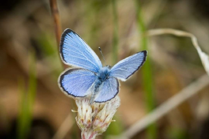 Secuencian por primera vez el genoma de la extinta mariposa Xerces Blue