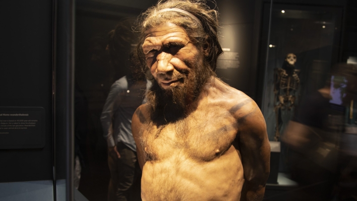 Neandertales usaban técnica avanzada para procesar grasa hace 125 mil años