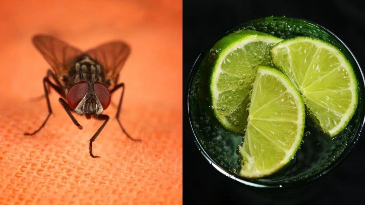 ¿Cómo ahuyentar las moscas con vinagre y limón? Método fácil y efectivo