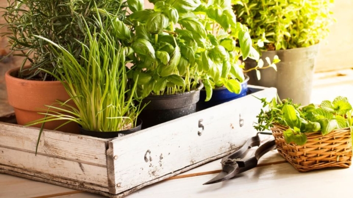 Huerto urbano: ¿Qué me conviene plantar en mi jardín durante junio?