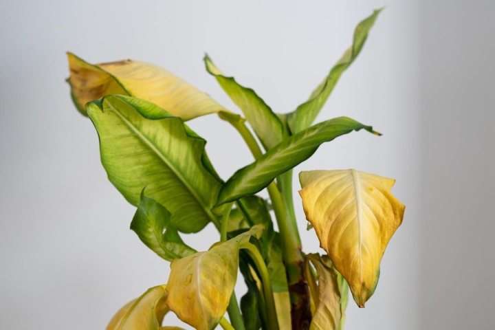 ¿Es bueno cortar las hojas de tus plantas cuando se ponen amarillas?