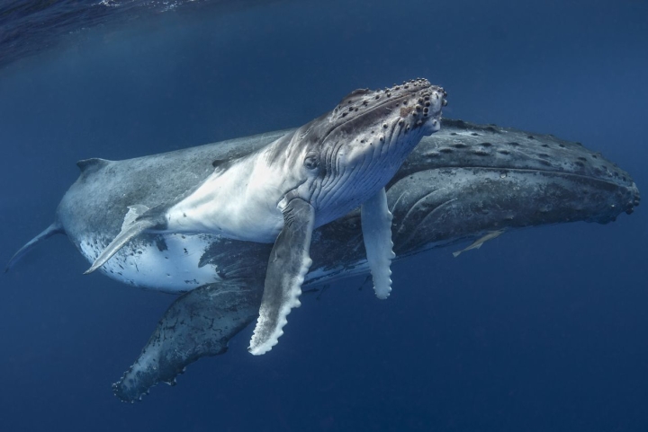 Ballenas barabadas alcanzaron sus enormes tamaños hace 19 millones de años