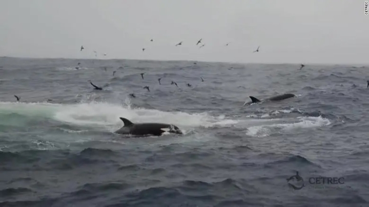 Científicos graban a orcas cazando y matando a una ballena azul adulta por primera vez