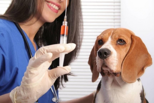 Rusia registra la primera vacuna COVID-19 para animales.