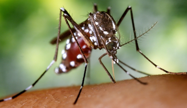 Necesaria, la participación ciudadana en combate al dengue