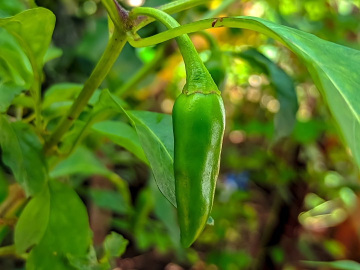 Así puedes cultivar tus propios chiles verdes en casa