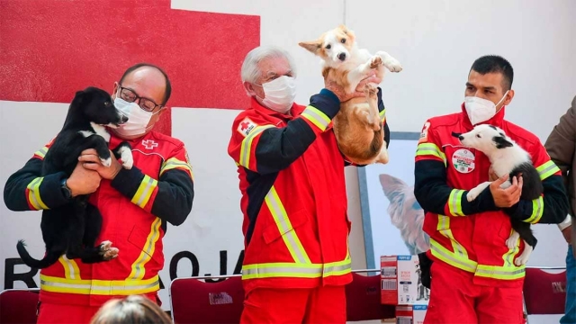 Cruz Roja Mexicana adopta tres perritos; serán rescatistas.