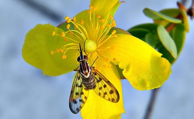 Los polinizadores olvidados y qué hay detrás de productos como el cacao y mango