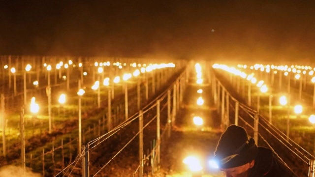 Helada daña los cultivos en Francia; viven la noche más fría desde 1947