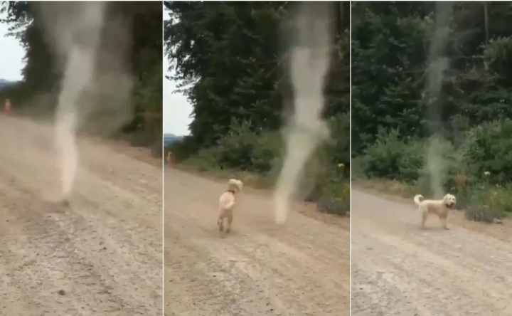 Perrito es captado peleando contra un tornado y se vuelve viral
