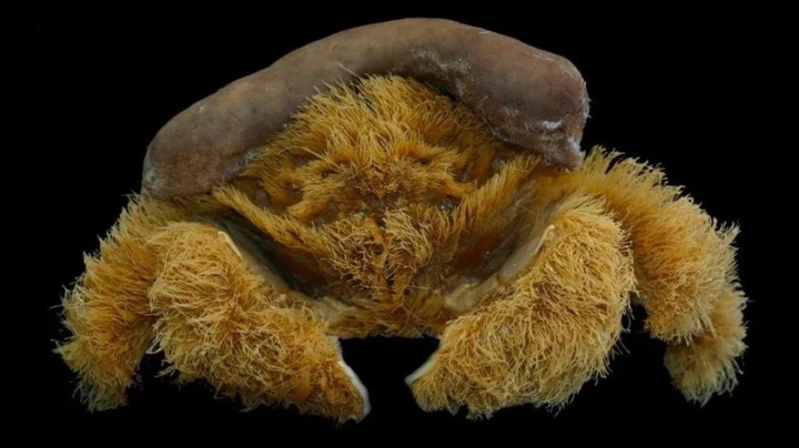 Encuentran nueva especie de &#039;cangrejo peludo&#039; en Australia
