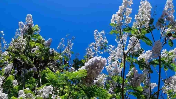 Jacarandas de flores blancas: ¿Dónde conseguirlas y cómo germinar semillas?