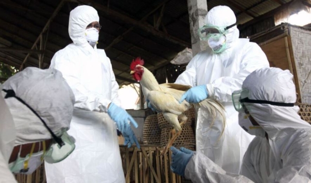España sacrifica miles de gallinas por brote de gripe aviar
