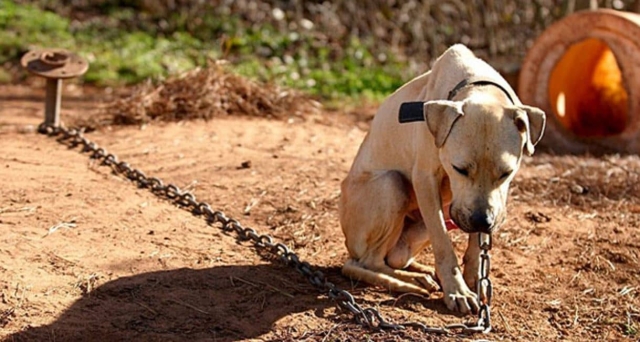 Nueva ley prohíbe amarrar perros en Texas.