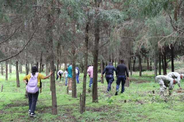 Realizan jornada de reforestación en bosques de Hueyapan