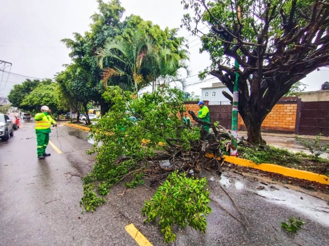 La autoridad municipal también invitó a la población a reportar árboles en riesgo de caer. 