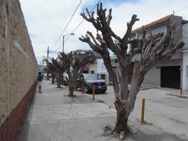Cinco árboles se secaron repentinamente en la periferia de la primaria Cuauhtémoc. Autoridades consideran que se debió a una mala poda, pero aseguraron que se va a reforestar. 