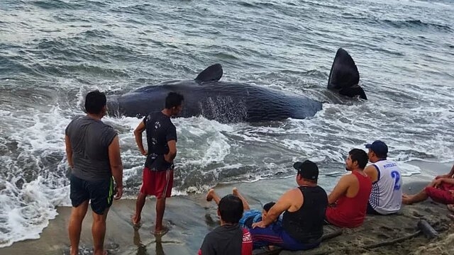 Muere una ballena jorobada tras encallar en las costas de Tabasco