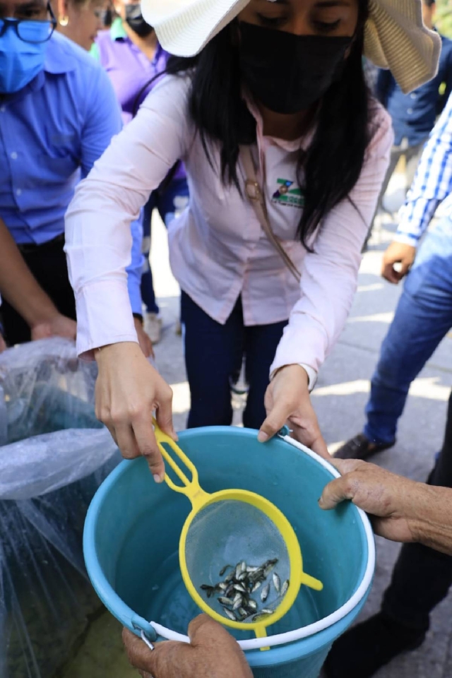 Zacatepec utilizará la vieja estrategia de combatir la reproducción del dengue con mojarras en los tanques de agua de las viviendas. Empezarán con las colonias que tuvieron más casos en el pasado.