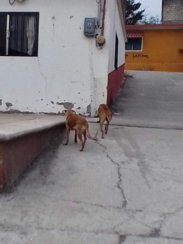 Vecinos de la colonia Constitución del 57 solicitan un control de perros callejeros, pues su multiplicación ha ocasionado la presencia de pulgas y garrapatas en las calles. 