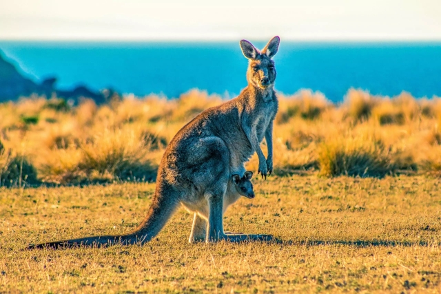 Canguro con cámara revela condiciones extremas en su hábitat natural