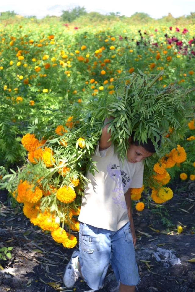 Cada año se destina una amplia superficie de los campos de cultivo de Puente de Ixtla para sembrar cempasúchil y otras flores de la temporada de Día de Muertos.