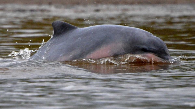 Más de 20 delfines son encontrados muertos en una playa de Turquía