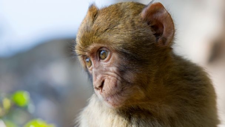 Nace el primer &#039;primate quimera&#039; híbrido en China
