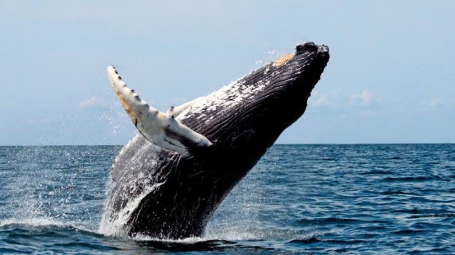 Descubren que ballenas jorobadas fabrican herramientas para mejorar su caza