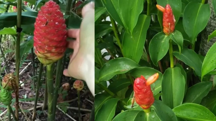 Jengibre amargo: La flor que da un delicioso shampoo natural y necesitas en tu jardín