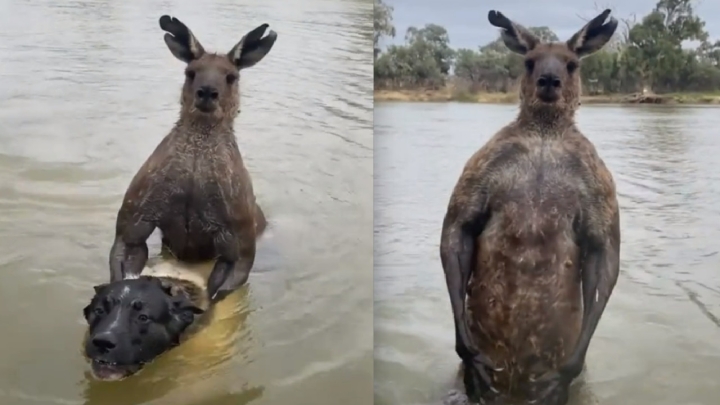 ¡Como de película!: Hombre enfrenta a canguro para salvar a su perro en Australia