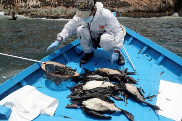 Afectaciones en Perú por derrame de petróleo, peor desastre ecológico