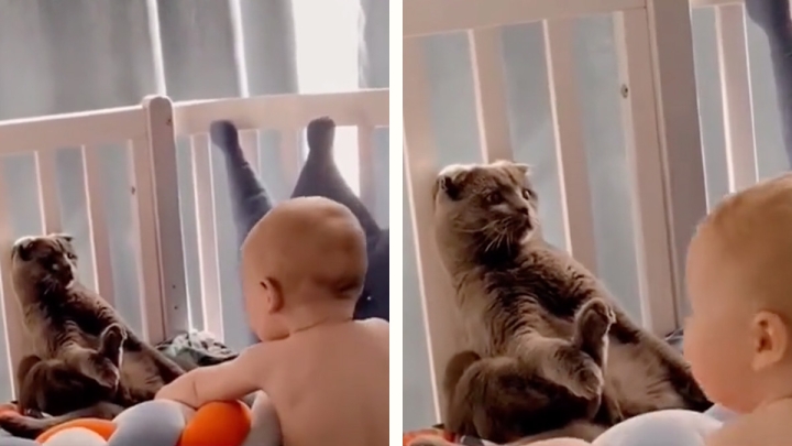 ¡Gato ingenioso! : Se hace pasar por peluche para esquivar a bebé