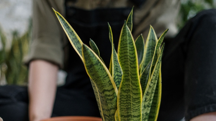 Sansevieria o lengua de suegra: Mantén sus hojas sanas con estos consejos