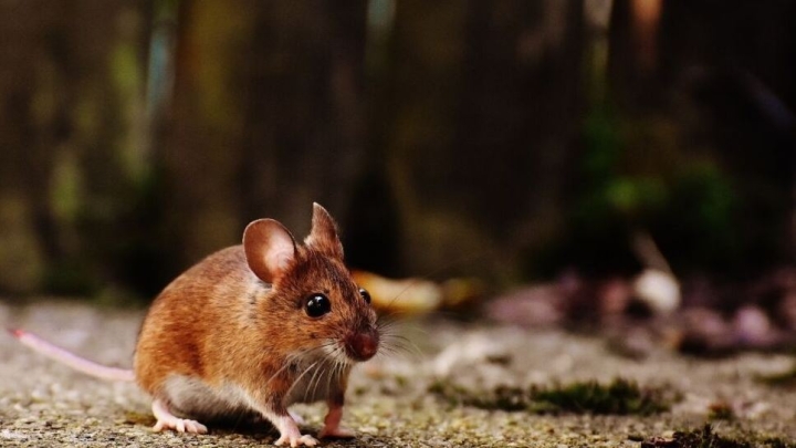 Científicos lograron revertir envejecimiento en ratones
