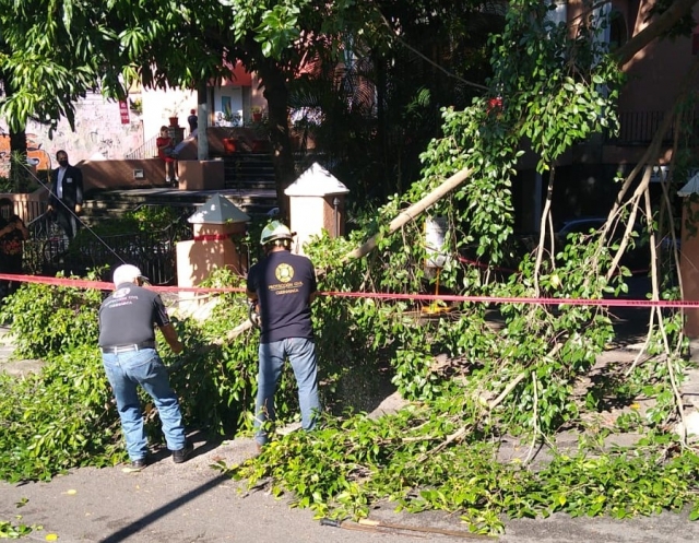 Atiende PC Cuernavaca llamado por árboles colapsados