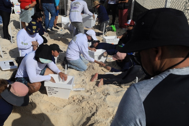 Resguardan huevos de tortuga en Cancún por amenaza del huracán Beryl