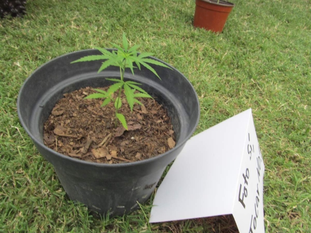   Los impulsores del Plan Tetecala llegarán a Jojutla a fines de mes para impulsar el cultivo de mariguana en el municipio.