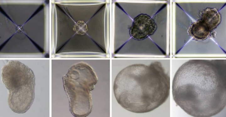 Científicos crean embriones sintéticos de ratón en útero artificial