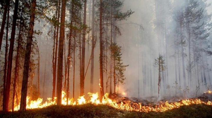 Gas generado por incendios forestales es responsable del calentamiento en el Ártico