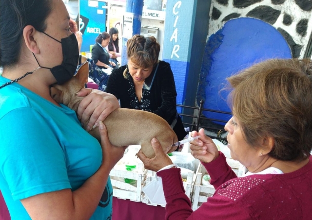 Jornada de vacunación antirrábica canina y felina, del 26 al 30 de septiembre en Jiutepec
