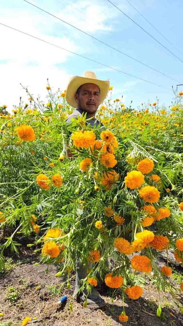 Este año la temporada de lluvias fue positiva para los productores de cempasúchil.