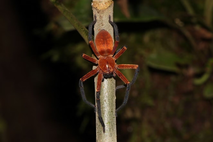Descubren araña cangrejo gigante en Ecuador