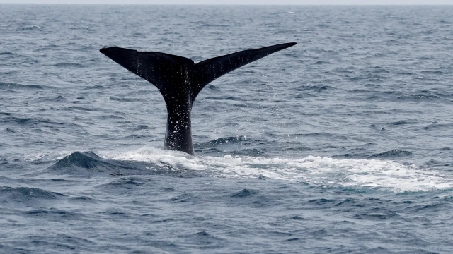 Hombre golpeado por cola de ballena resulta herido en Australia