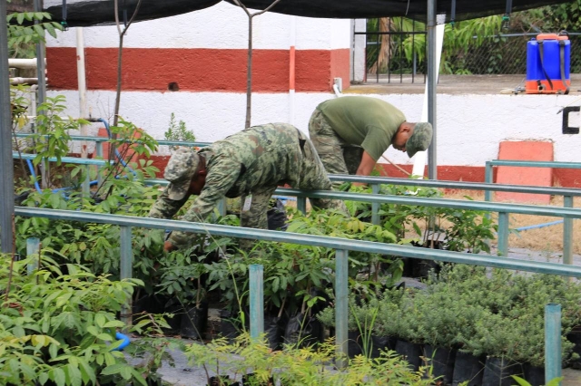 Sedena y autoridades de Temixco impulsan reforestación con 200 árboles