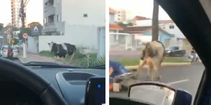 Vaca descontrolada embiste a motociclista y el video se vuelve viral