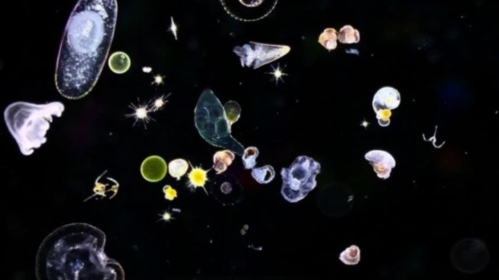 El plancton migraría a causa del calentamiento global afectando la cadena alimentaria desde la base