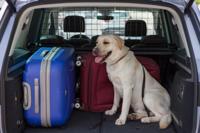 Consejos para viajar con tu mascota en auto