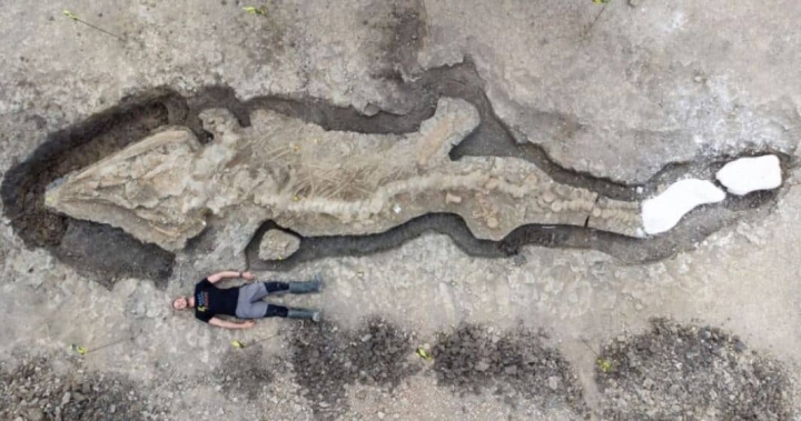 ¿Es un dragón marino? Descubren fósil de ictiosaurio en Inglaterra
